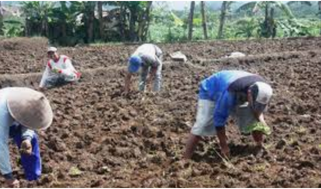 Kecolongan Petani Tembakau Lambat Tanam