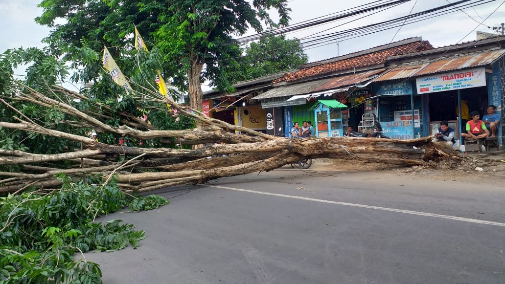 Pohon Berukuran Besar Tumbang Melintang Di Jalan Raya