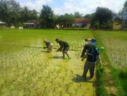 Babinsa Koramil 0827/05 Lenteng Turun Sawah di Desa Poreh