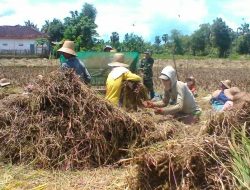 Program TNI Membantu Petani, Hasil Panen Padi Di Gapura Meningkat