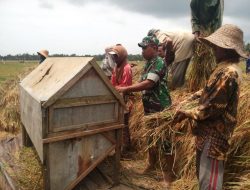 Babinsa Medelan Bantu Petani Panen Padi Ciherang di Desa Binaan