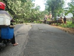 Terindikasi Ilegal, Penebangan Pohon Disepadan Jalan Nasional Disorot