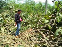 Terindikasi Tak Berizin, Pohon Sepanjang Jalan Saronggi Ditebang Liar