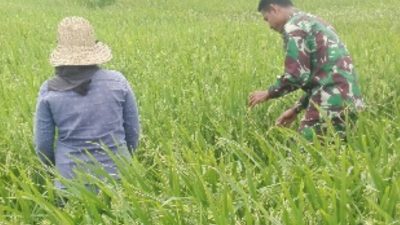 Demi Hasil Panen Yang Melimpah, Babinsa Bantu Petani Halau Burung