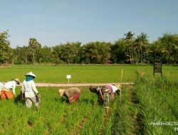 Upaya Sertu Rasul Babinsa Desa Banjar Barat Ramil 16/Gapura Guna Mewujudkan Swapang