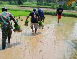 Semangat Babinsa Kodim 0827/Sumenep Bantu Petani Cabut Benih Padi