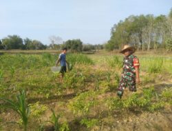 Waspadai Serangan Hama Pada Peralihan Musim, Petani dibantu Babinsa Lakukan Perawatan