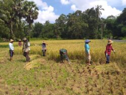 Babinsa dan Petani di Banasare Kembali Panen Padi