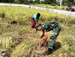 Panen Padi Perdana di Lenteng, Babinsa Imbau Petani Tanam Kembali