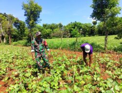 Cuaca Tak Menentu, Petani di Bluto Pilih Tanam Kacang Hijau di Bantu Babinsa