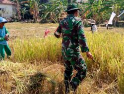 Panen Padi Melimpah di Kaduara Timur, Babinsa Harap Petani Sejahtera