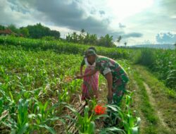 Babinsa di Guluk Guluk Dorong Petani Terus Kembangkan Komoditas Jagung