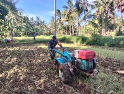 Bajak Sawah Mulai Bersiap Tanam Tembakau di Batu Putih