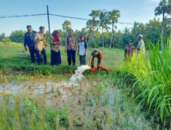 Pompanisasi Maksimalkan Sawah Tadah Hujan di Gapura Barat