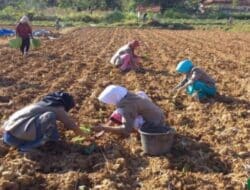 Tahun Ini, Petani Akan Banyak Beralih Tanam Tembakau, Gapoktan Minta Ketersediaan Pupuk Tercukupi