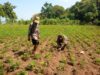TNI Bantu Bersihkan Gulma Tanaman Kacang Tanah