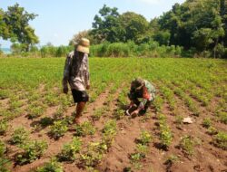 TNI Bantu Bersihkan Gulma Tanaman Kacang Tanah