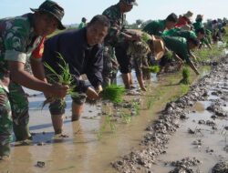 Dukung PAT, Dandim 0827 Sumenep Ikut Gerakan Tanam Padi di Saronggi