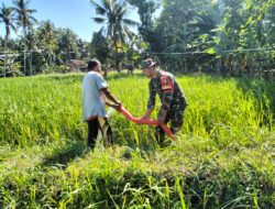 Babinsa Bantu Mengairi Sawah Melalui Pompanisasi di Batu Putih