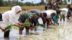 Dandim Sumenep Turun Langsung Terlibat Perluasan Areal Tanam di Lenteng