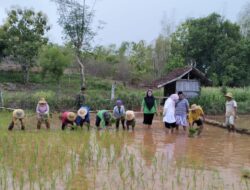 Babinsa Ingin Jadikan Batu Putih Prioritas Perluasan Areal Tanam Padi