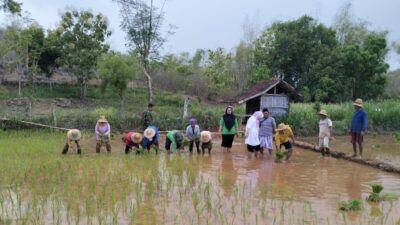 Babinsa Ingin Jadikan Batu Putih Prioritas Perluasan Areal Tanam Padi