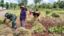 Bantu Petani Panen Kacang Tanah di Batang Batang, Babinsa : Hasilnya Cukup Memuaskan