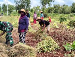 Bantu Petani Panen Kacang Tanah di Batang Batang, Babinsa : Hasilnya Cukup Memuaskan