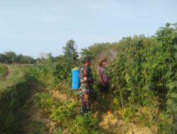 Babinsa Bantu Petani Merawat Tanaman Tomat di Rubaru