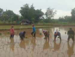 Berkah Hujan, TNI Dorong Petani Perluas Areal Tanam Padi di Dasuk