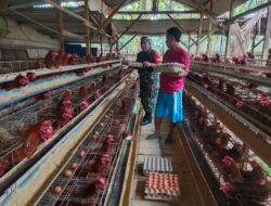 Temui Peternak Ayam, Babinsa Pesan Agar Jaga Kebersihan Kandang