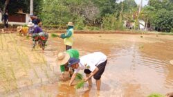 Sukseskan Program PAT, Babinsa Ikut Tanam Padi di Manding