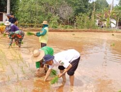 Sukseskan Program PAT, Babinsa Ikut Tanam Padi di Manding