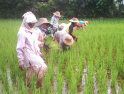 Optimalkan Pertumbuhan Padi, Babinsa Bantu Cabut Gulma