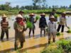 TNI Turun Ke Sawah Ikut Tanam Padi di Ambunten Timur