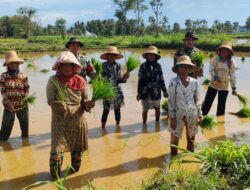 TNI Turun Ke Sawah Ikut Tanam Padi di Ambunten Timur