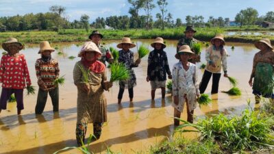 TNI Turun Ke Sawah Ikut Tanam Padi di Ambunten Timur