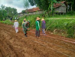 Musim Hujan, Petani Dibantu Babinsa Mulai Tanam Jagung di Guluk Guluk