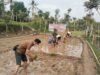 TNI Turun Langsung Ke Sawah, Lakukan Perluasan Areal Tanam Padi