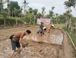 TNI Turun Langsung Ke Sawah, Lakukan Perluasan Areal Tanam Padi