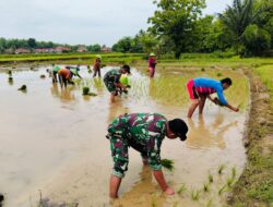 TNI Bantu Petani Tanam Padi di Kangean, Demi Dongrak Swasembada Pangan