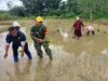 Babinsa Turun ke Sawah Tanam Padi Bersama Petani Seluas 3 Hektar