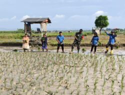 Sinergi Babinsa Laksanakan Gerakan Menanam Padi Jenis Unggul di Saronggi