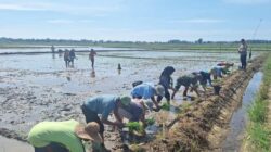 Tingkatkan LTT, Babinsa Bantu Petani Tanam Padi di Torbang