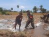 Babinsa Bantu Penyiapan Lahan Tanam Padi di Lenteng