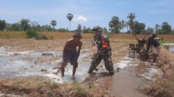 Babinsa Bantu Penyiapan Lahan Tanam Padi di Lenteng