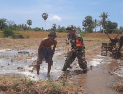 Babinsa Bantu Penyiapan Lahan Tanam Padi di Lenteng