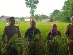 Hasil Panen Program Pompanisasi Tingkatkan Produksi Padi di Guluk Guluk