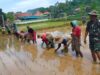 Tingkat LTT, Babinsa dan Para Petani Tanam Padi Seluas 2,5 Hektar di Prgaan