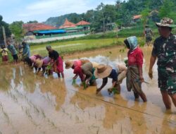 Tingkat LTT, Babinsa dan Para Petani Tanam Padi Seluas 2,5 Hektar di Prgaan